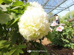 -洛阳市隋唐城遗址植物园