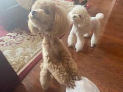 -沐沐家宠物(成寿寺店)