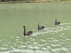 -广州白江湖森林公园