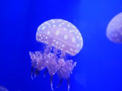 -迪拜水族馆及水下动物园