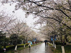 -高东镇樱花园