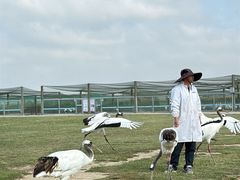 -盐城丹顶鹤湿地生态旅游区