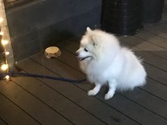 -彩虹桥宠物火化殡葬善终服务(金乐大厦店)