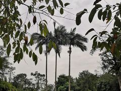 -南宁良凤江国家森林公园