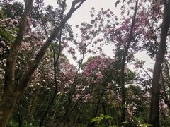 -梧桐山风景名胜区