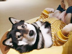 -逗柴咖啡屋·狗咖猫咖宠物桌游