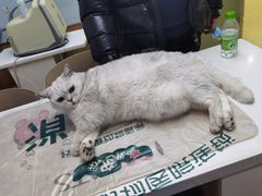 -瑞派宠物医院·中兽医专科(中央商城分院)