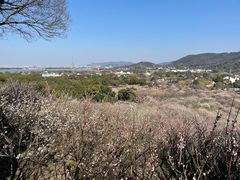 -香雪海