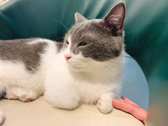 -遇见羊驼·奶狗咖·布偶猫咖·法斗柯基柴犬阿拉斯加(春熙路太古里IFS店)