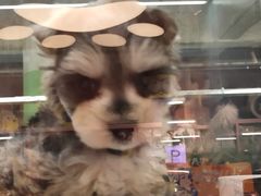 -FAELING PETS美天灵宠物(合生汇店)