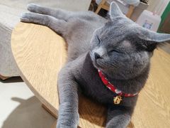 -藏猫猫咖啡主题馆(中央大道店)