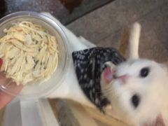-猫色咖啡·猫咖