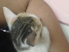 -安安宠医宠物医院·异宠·犬猫内科(岳阳分院)