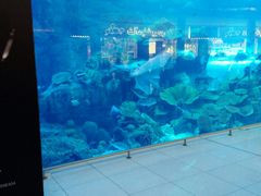 -迪拜水族馆及水下动物园