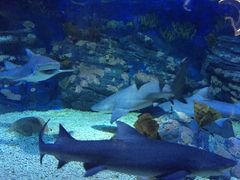 -烟台海昌鲸鲨海洋公园