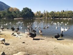 各种各样的鸭子-西安秦岭野生动物园