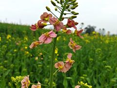-三圣花乡旅游区