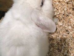 -70cat德文卷毛猫·缅因猫纯种猫舍