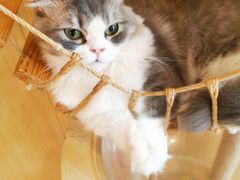 -飞行喵MR PILOT|猫舍·猫咖(静安大融城店)