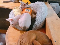 -猫小院猫主题咖啡厅(北锣店)