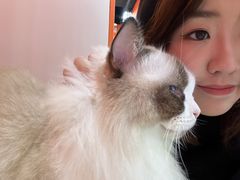-三花喵·撸猫购宠·宠物生活馆(虹桥南丰城店)