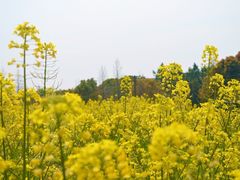 -合肥滨湖国家森林公园