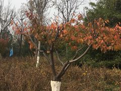 -济南国际园博园