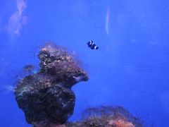 -海合安武汉极地海洋公园