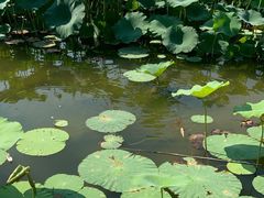 -大兴滨河森林公园