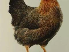 -凤中皇清远鸡村(凤城店)