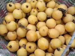 -塘栖枇杷特色园区