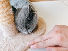 -飞行喵MR PILOT|猫舍·猫咖(静安大融城店)