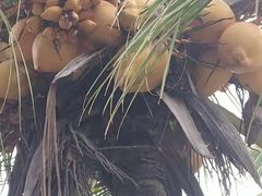 -东郊椰林