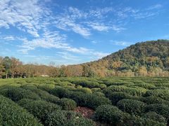 -中国茶叶博物馆(双峰馆区)