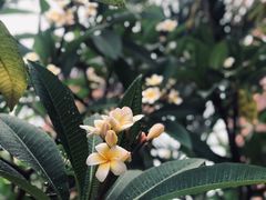 -三亚湾红树林度假世界(木棉酒店)