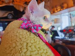 -翠贝卡&Mama Kelly Brunch Coffee(河西店)