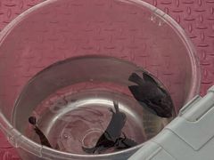 -小猫钓鱼海钓俱乐部(椰梦长廊店)