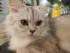 -平行世界·猫咖(首经贸店)