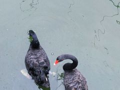 -合肥野生动物园