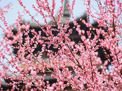 -杭州半山国家森林公园