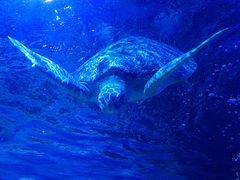 -太平洋海底世界