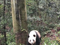 -中国大熊猫保护研究中心雅安碧峰峡基地