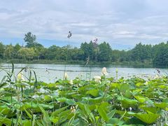 -尚湖风景区