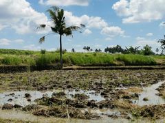 -乌布德传统市场