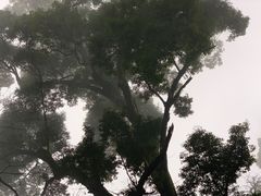 -凤栖山