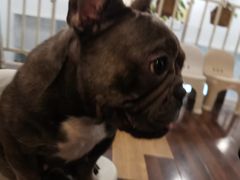 聪明的牛欢喜-柯斗斗主题餐厅·狗咖·围炉煮茶·茶饮(国瑞升平里店)