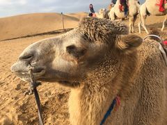 -银肯塔拉沙漠生态旅游景区