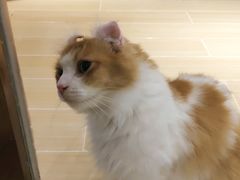 -momokira米努特·德文卷毛猫·棉花面纱犬