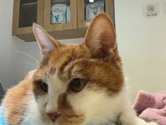 -艾贝尔宠物医院·24H转诊中心·肿瘤猫专科(江宁双龙店)