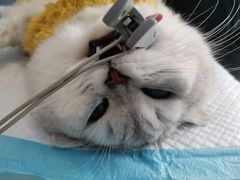 -关爱宠物医院·猫科中心·消化科(滨湖万达分院)